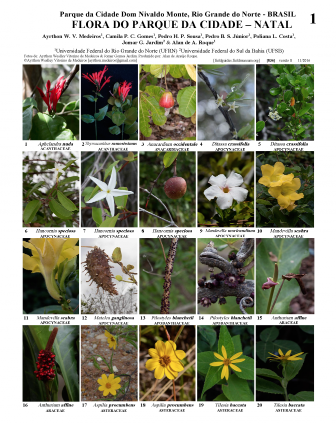 836_brazil_flora_do_parque_da_cidade.pdf 