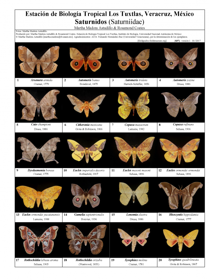 837_mexico_saturniidae_de_los_tuxtlas.pdf 