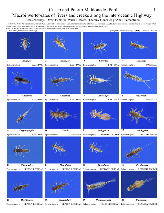 843_peru_macroinvertabrates_of_cusco_and_puerto_maldonado.pdf