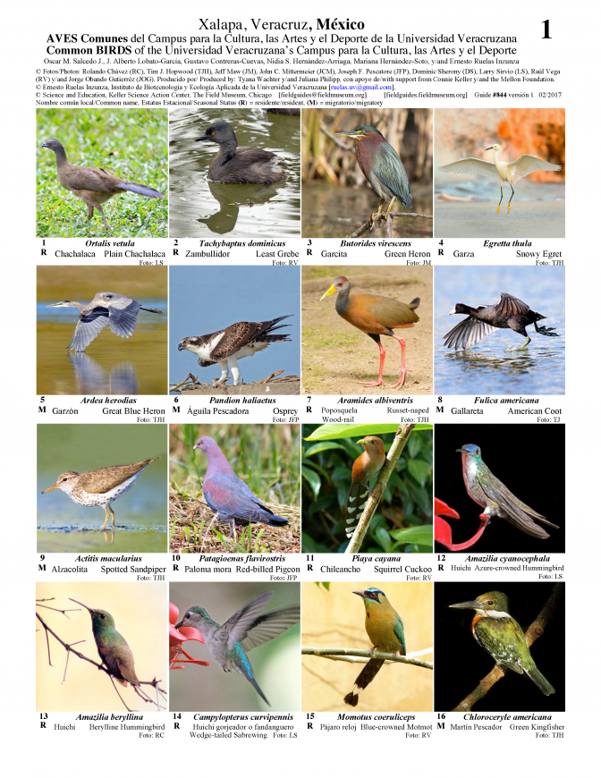 844_mexico-aves_de_la_universidad_veracruzana.pdf 