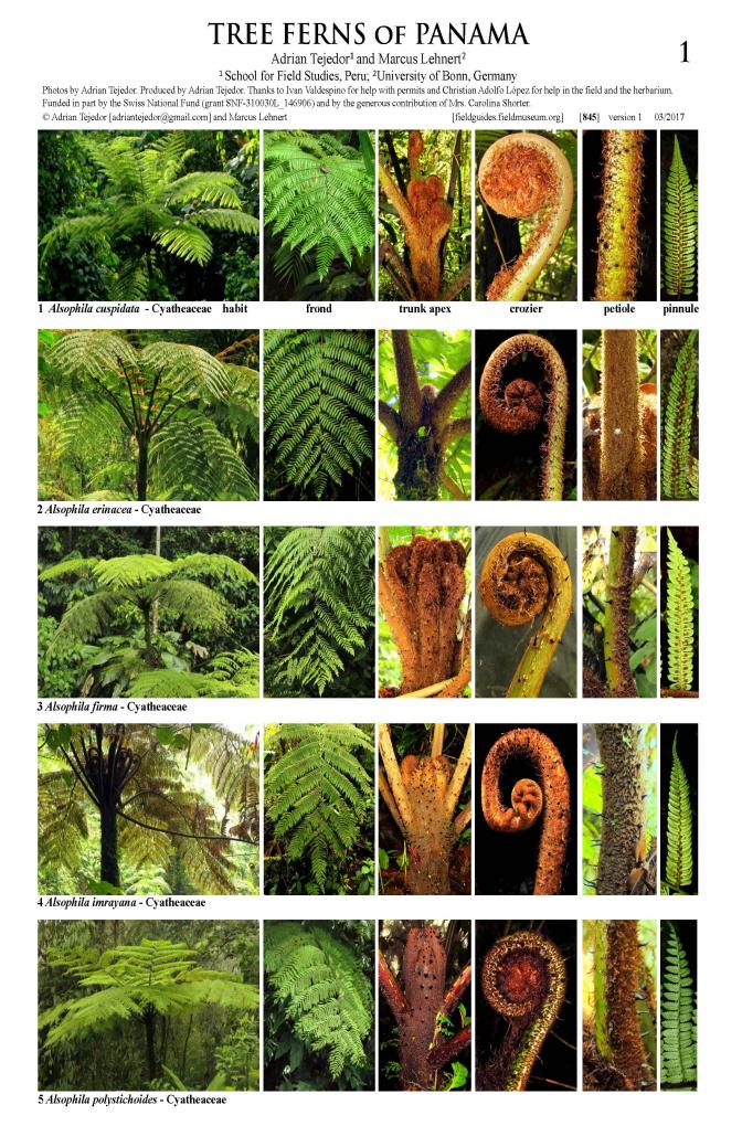 845_panama_tree_ferns_.pdf 