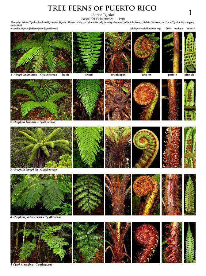 846_puerto_rico_tree_ferns.pdf 