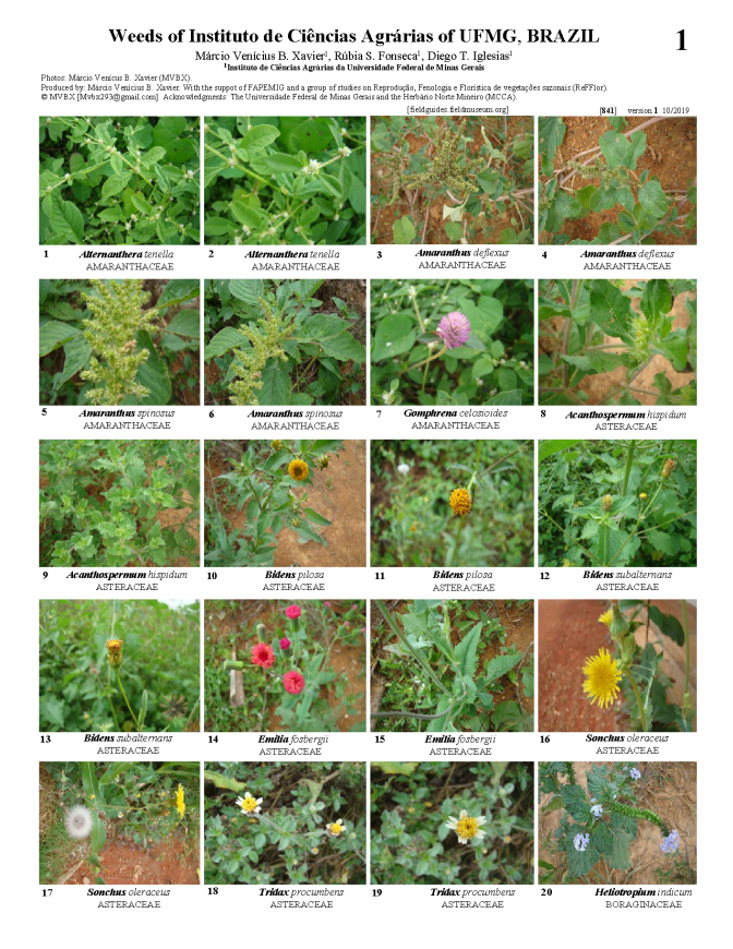841_brazil_weeds_of_ufmg.pdf 