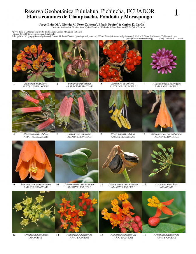 856_ecuador_flores_de_pululahua.pdf 