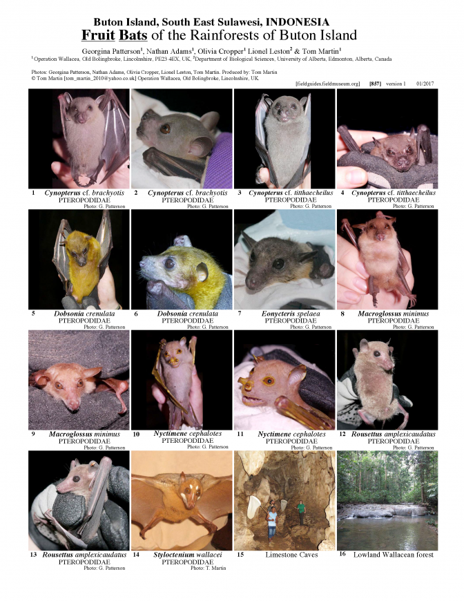 857_indonesia_fruit_bats_of_buton_island.pdf