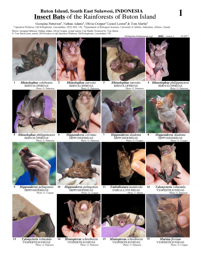  858_indonesia_insect_bats_of_buton_island.pdf 