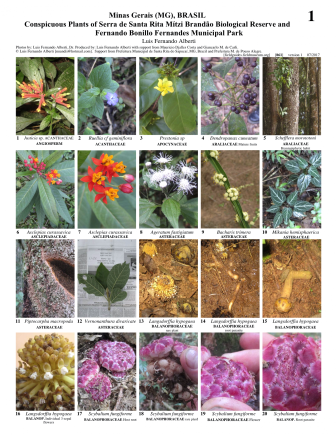 861_brazil_conspicuous_plants_s_rita_and_bonillo_park.pdf