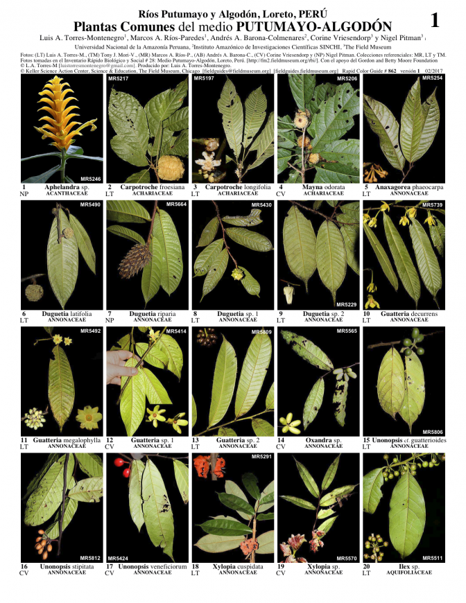 862_peru_plantas_putumayo-algodon.pdf