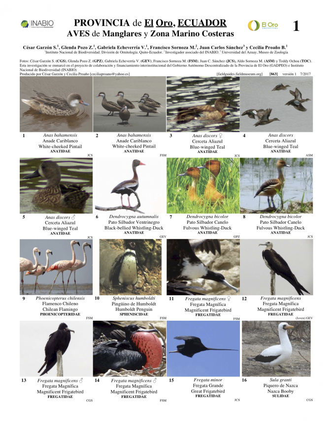 863_ecuador_aves_de_los_manglares_de_el_oro.pdf 