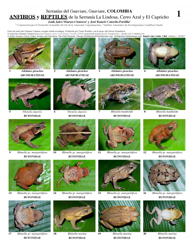 866_colombia_anfibios_y_reptiles_de_guaviare.pdf