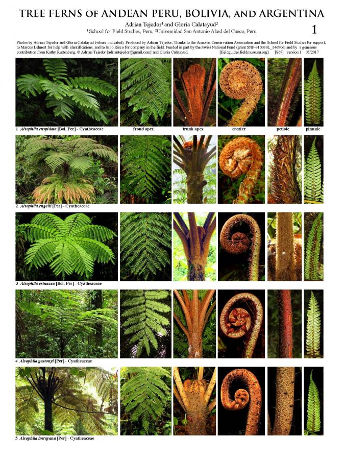 867_tree_ferns_arg_bol_per.pdf