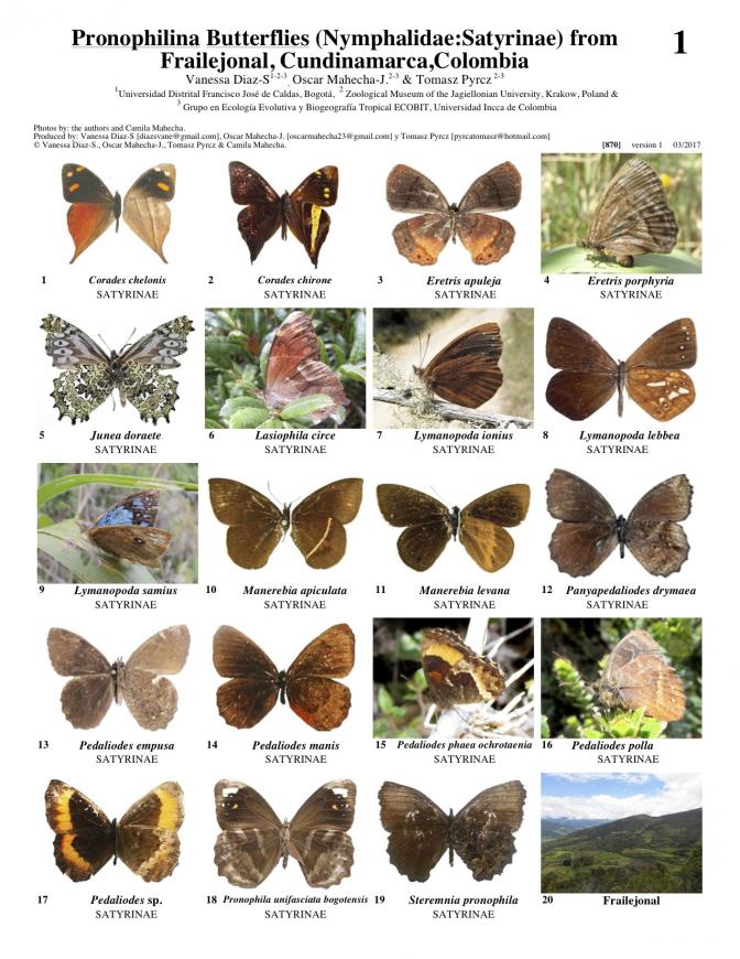  870_colombia_pronophilina_from_frailejonal.pdf
