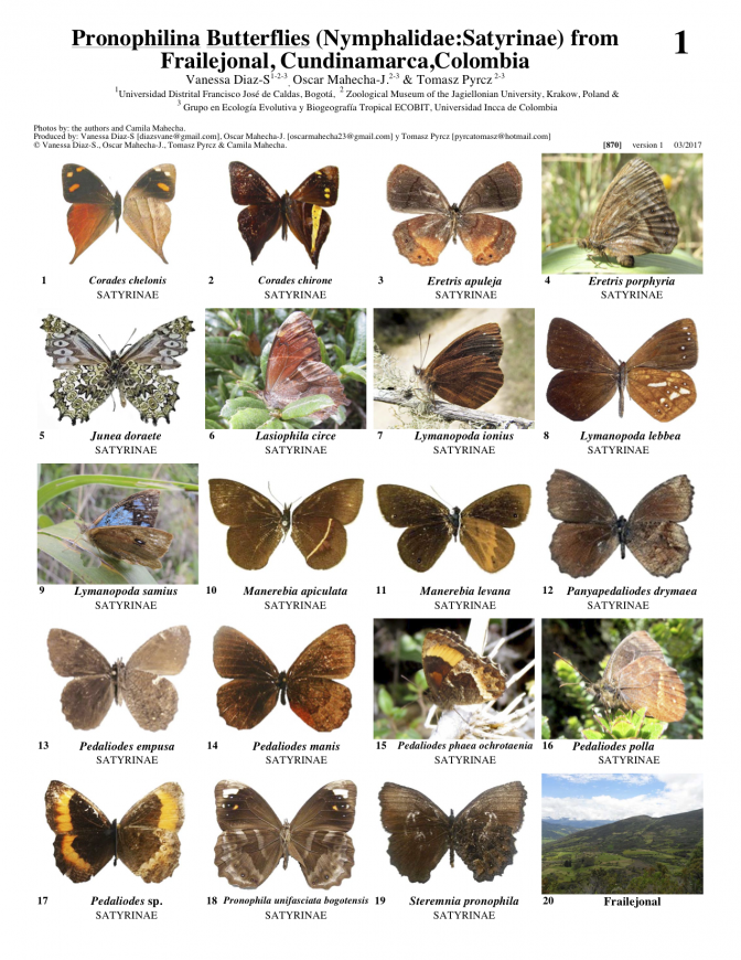 870_colombia_pronophilina_from_frailejonal.pdf