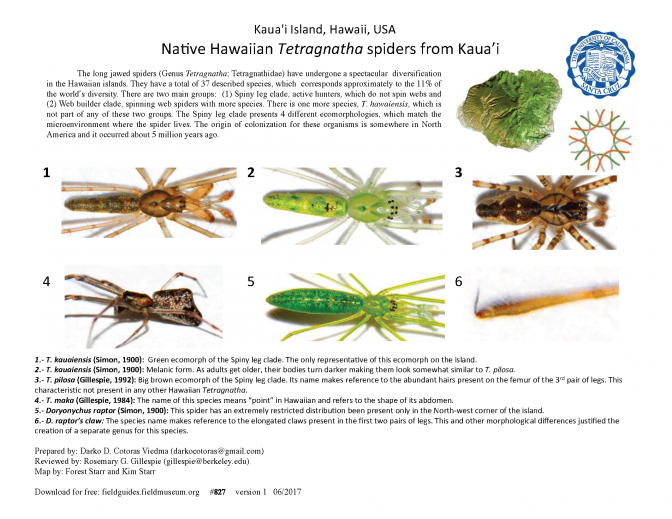 872_usa_hawaiian_tetragnatha.pdf