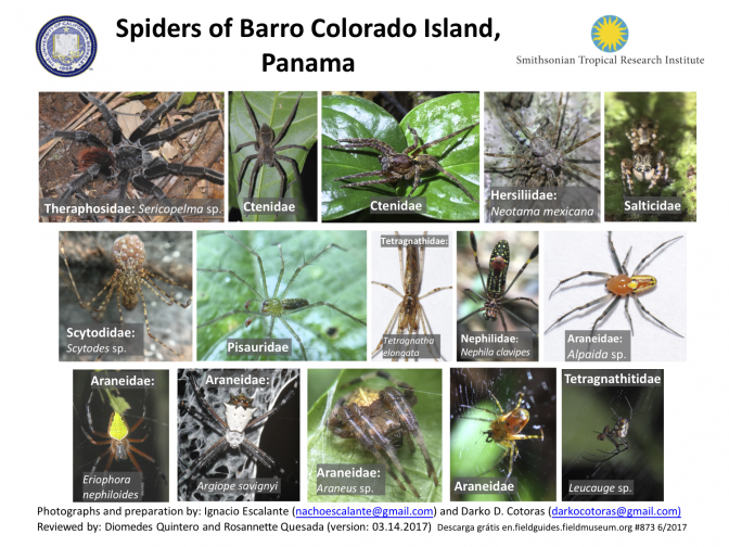 873_panama_spiders_of_barro_colorado.pdf 