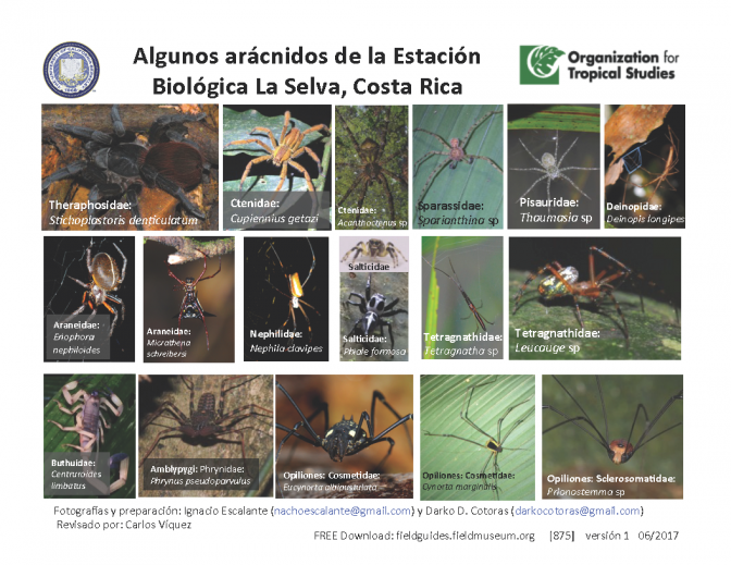 875_costa_rica_la_selva_aracnidos.pdf 