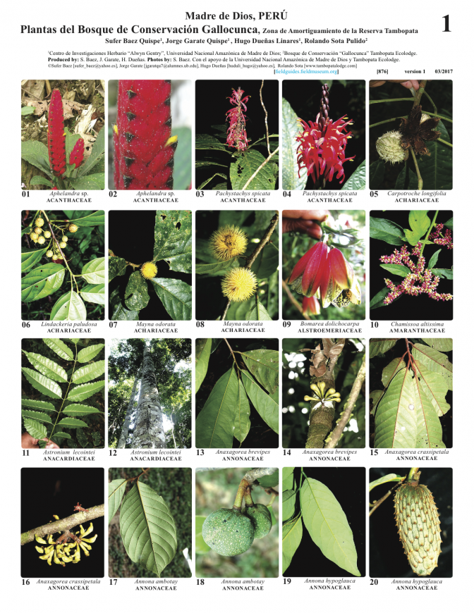 876_peru_plantas_de_gallocunca.pdf