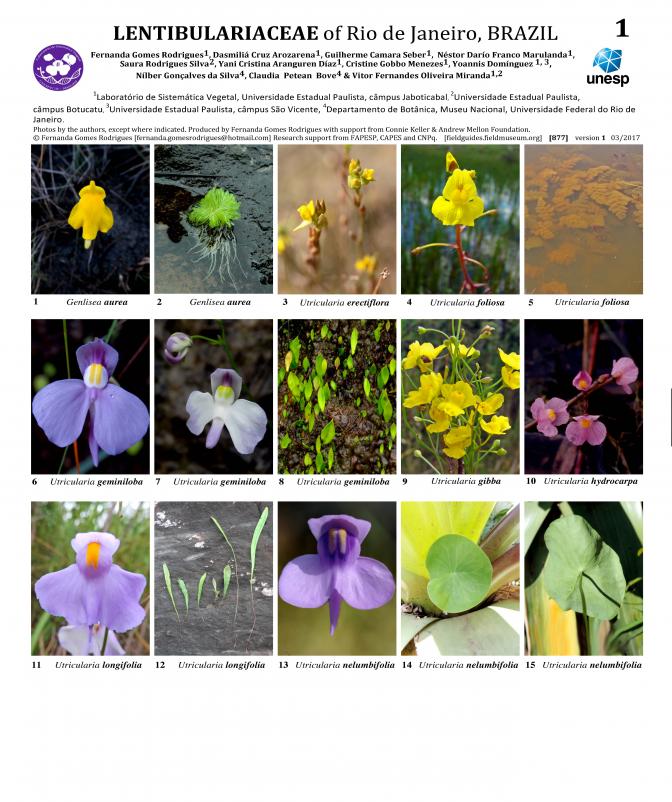  877_brazil_lentibulariaceae_of_rio_de_janeiro.pdf 