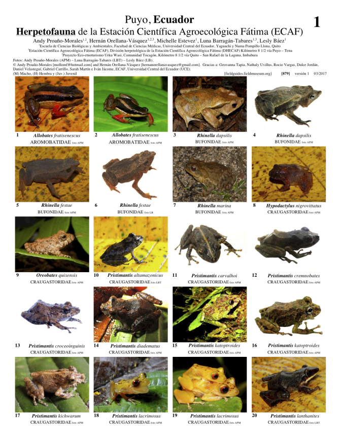 879_ecuador_herpetofauna_de_ecaf.pdf 