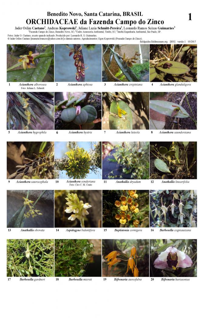 883_brasil_orchidaceae_do_zinco_sc.pdf