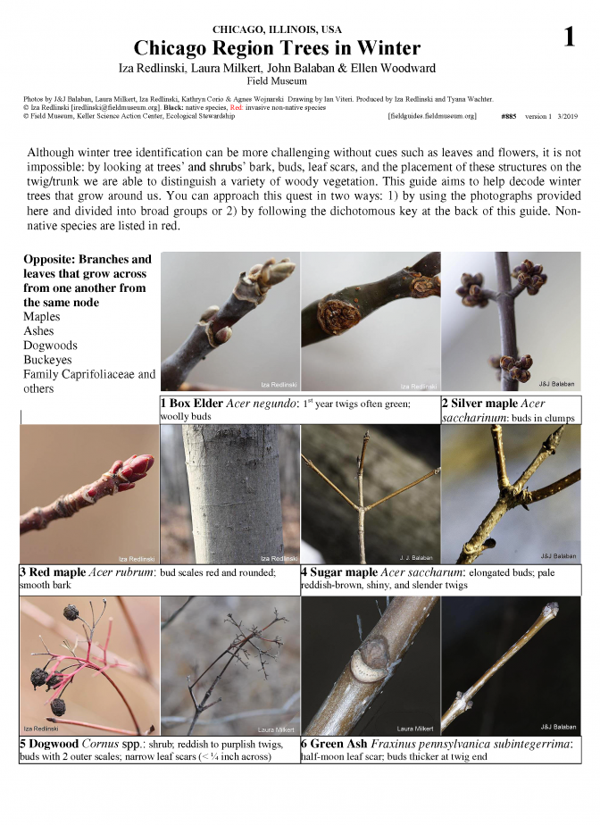 885_usa_chicago_trees_in_winter.pdf