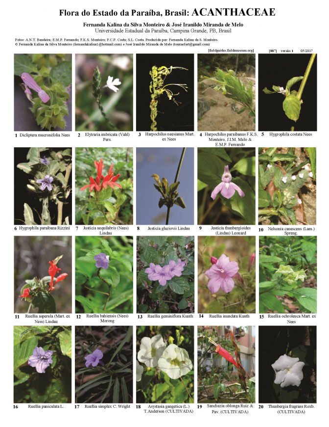 887_brazil_acanthaceae_da_paraiba.pdf 