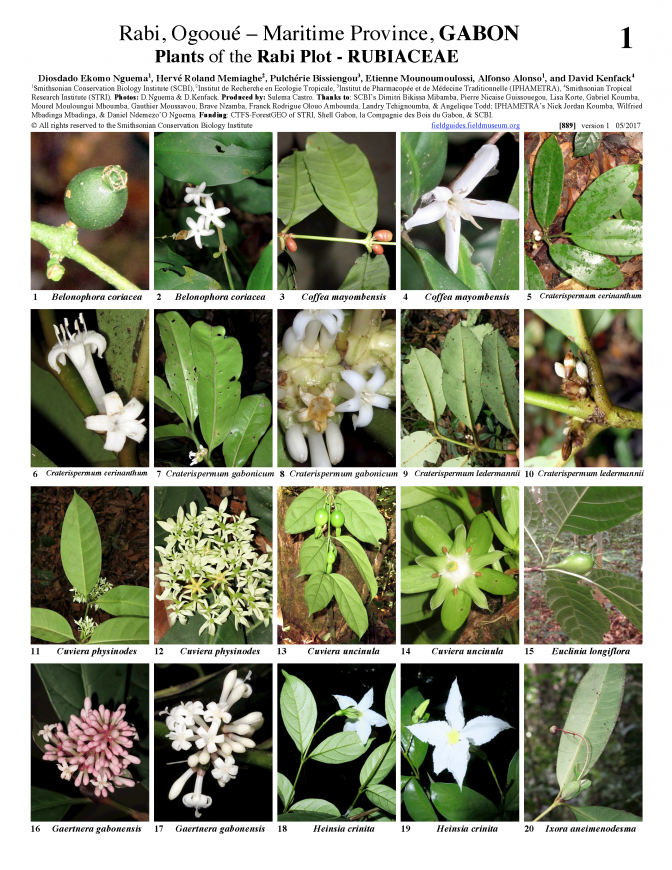 889_rubiaceae_of_rabi_1.pdf 