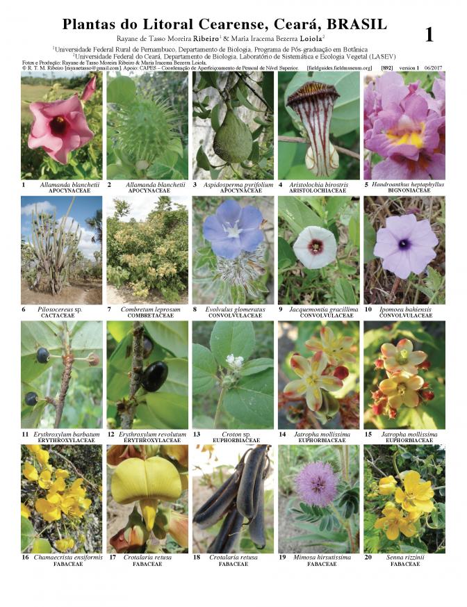  892_brazil_coastal_plants_of_ceara.pdf