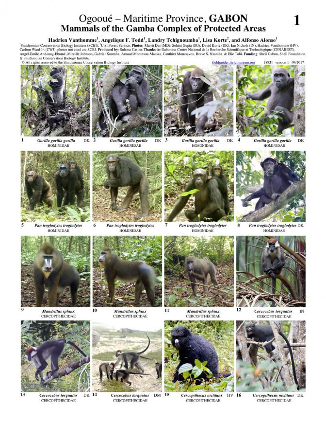 893_gabon_mammals_of_gamba_complex.pdf 