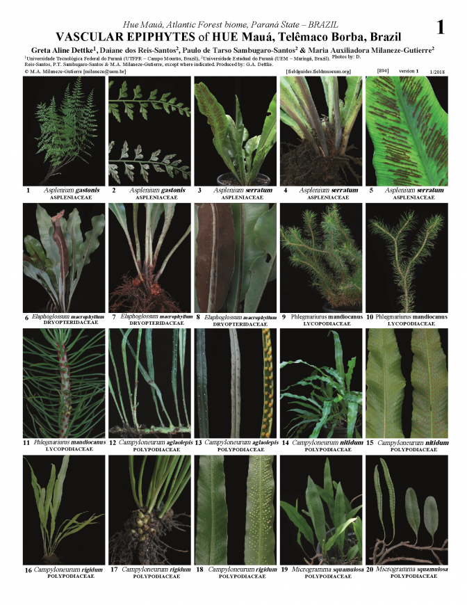 894_brazil_epiphytes_of_hue-maua.pdf 