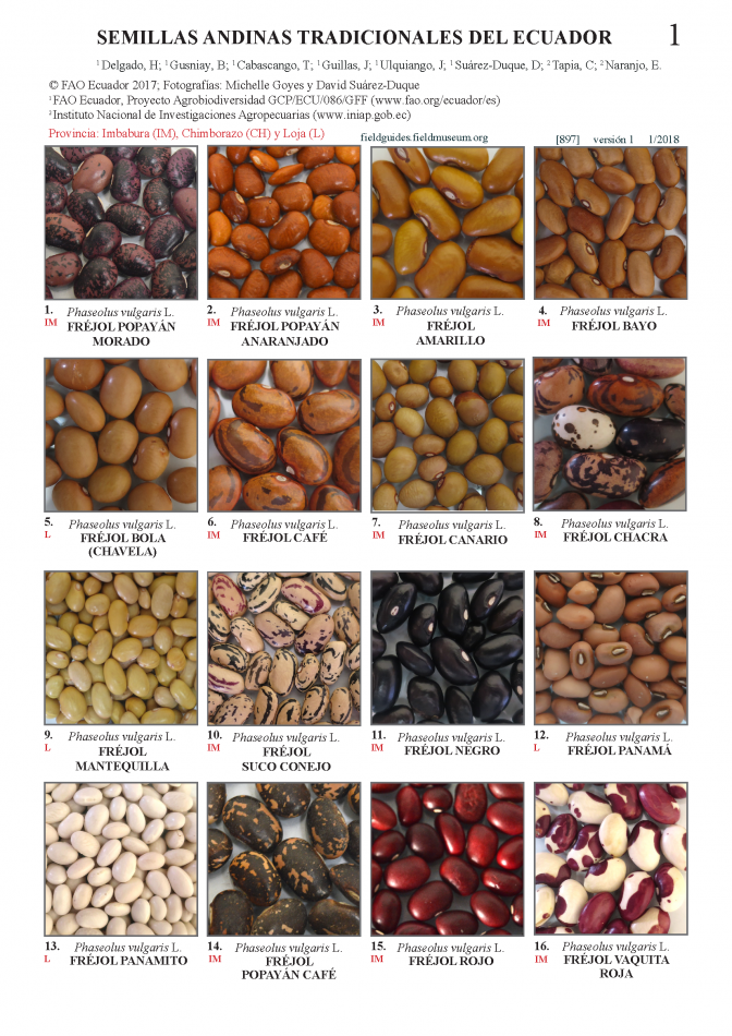 897_andean_seeds_of_ecuador.pdf