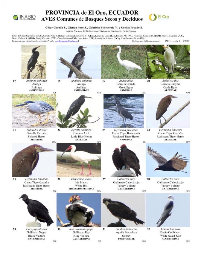 901_ecuador_aves_de_bosques_secos_y_deciduos.pdf 