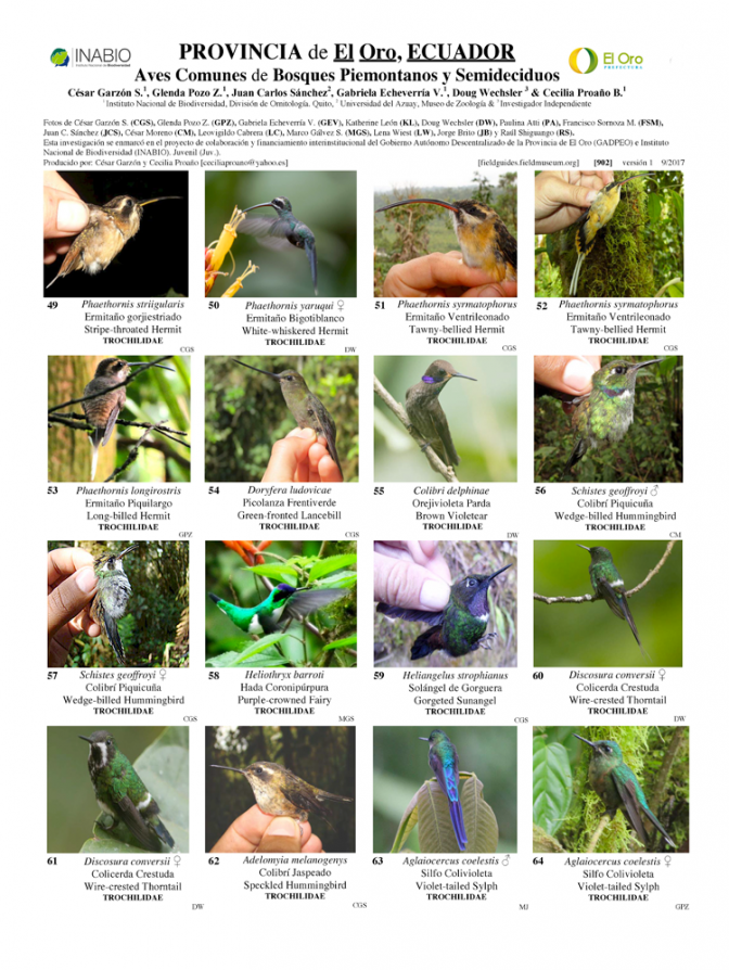 902_ecuador_aves_de_bosques_piemontanos_y_semideciduos.pdf 