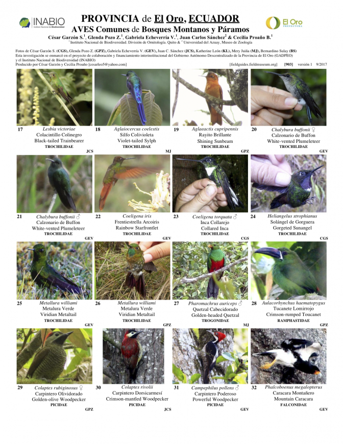 903_ecuador_aves_de_bosques_montanos_y_paramos.pdf