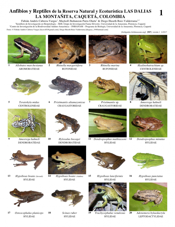 907_colombia_anfibios_y_reptiles_las_dalias.pdf 
