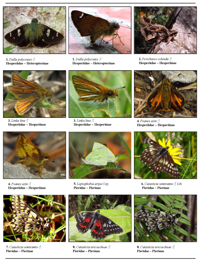 911_colombia_mariposas_de_guasca.pdf 