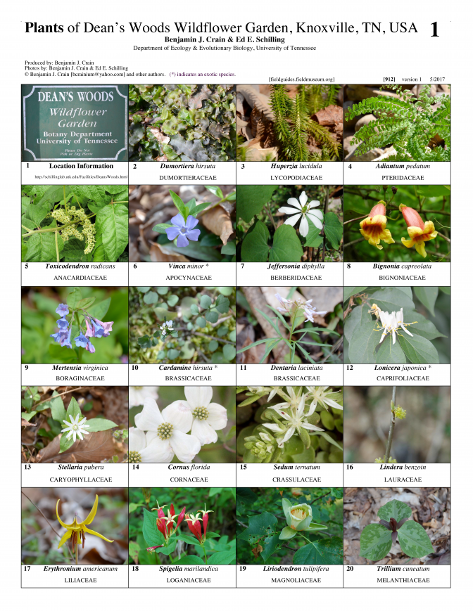 912_usa_plants_of_deans_woods.pdf 