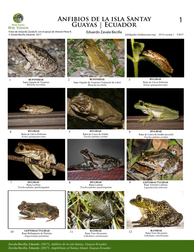 913_ecuador_anfibios_de_la_isla_santay.pdf