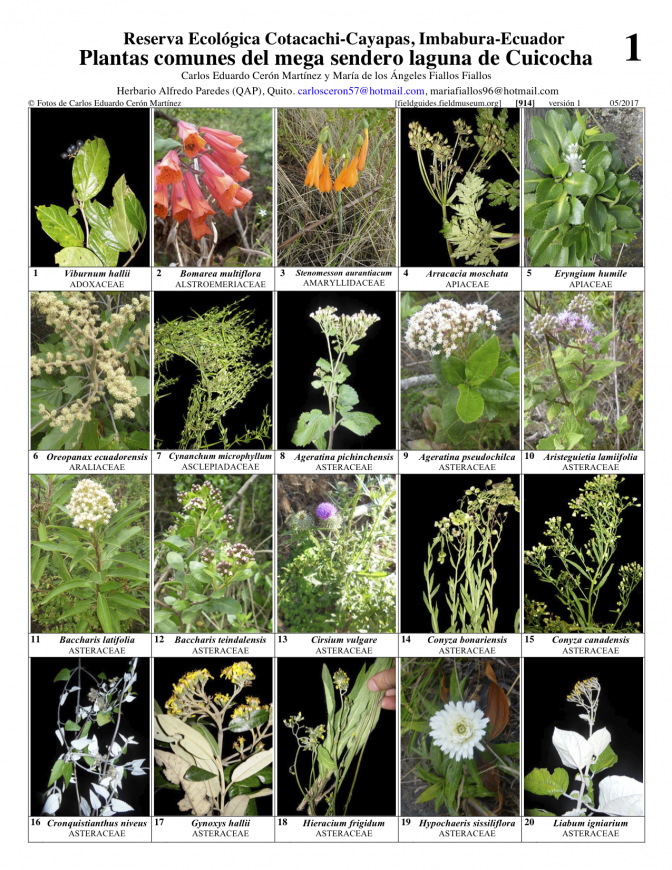 914_ecuador_plantas_de_cuicocha.pdf 