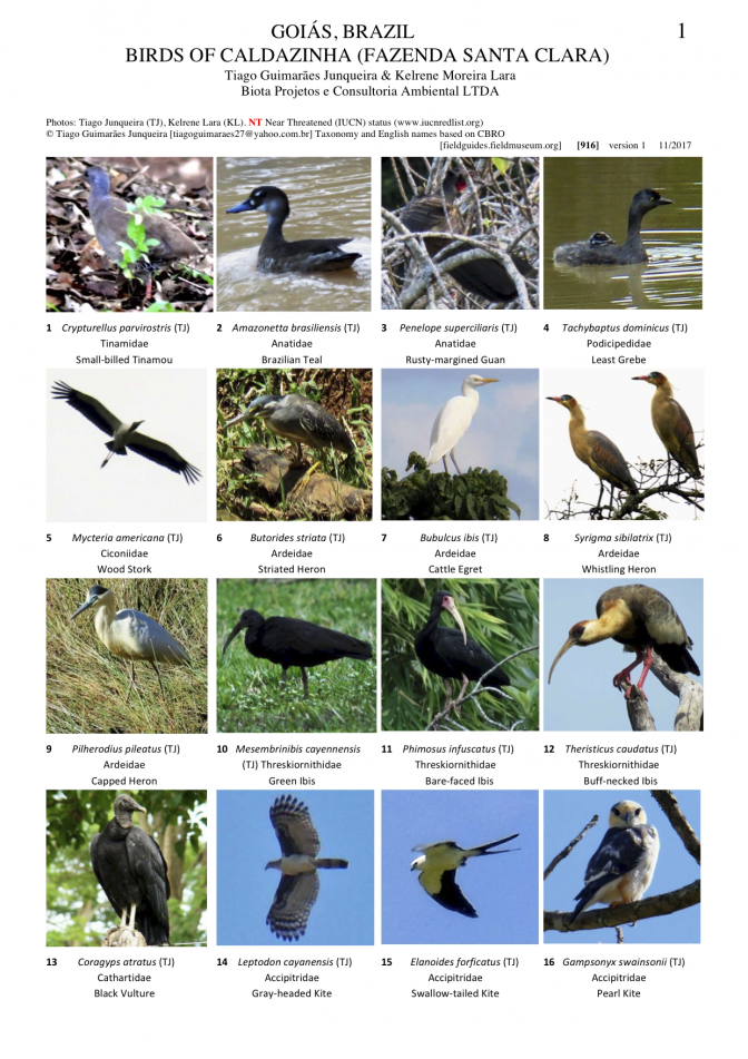 916_brasil_birds_of_caldazinha.pdf 