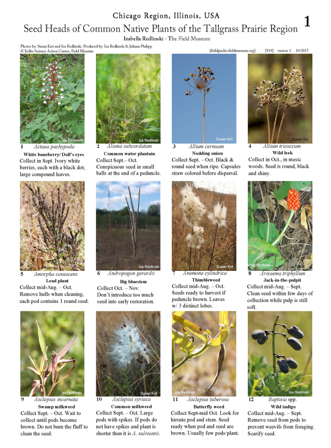 919_usa_prairie_seed_heads-version_2.pdf