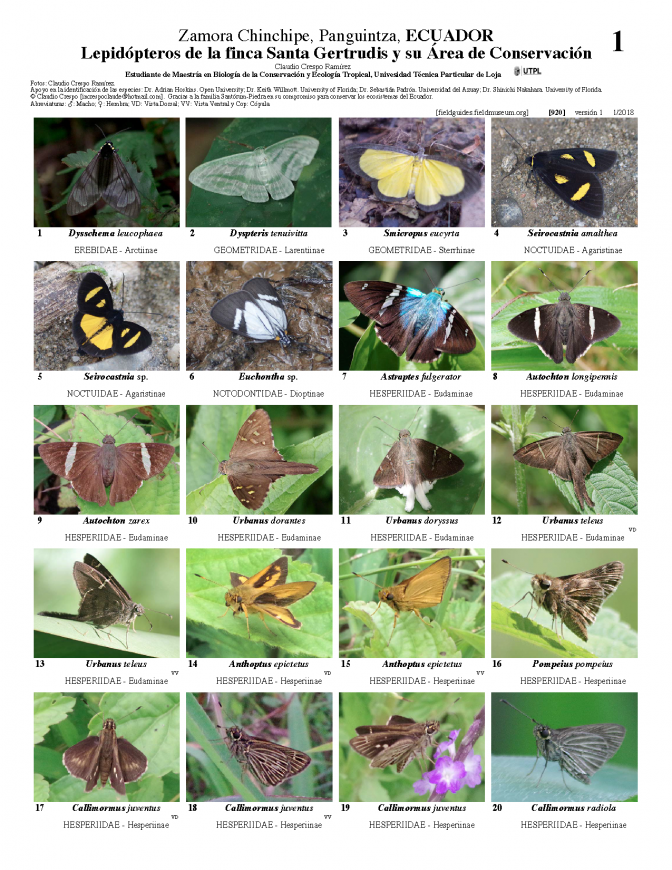  920_ecuador_lepidopteros_de_finca_santa_gertrudis.pdf 