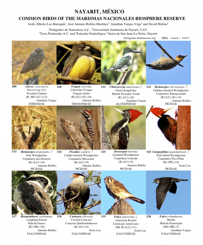 921_mexico_common_birds_of_marismas_nacionales.pdf