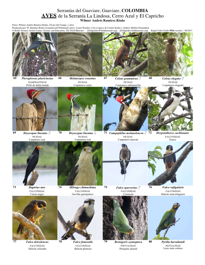 924_colombia_aves_of_guaviare.pdf
