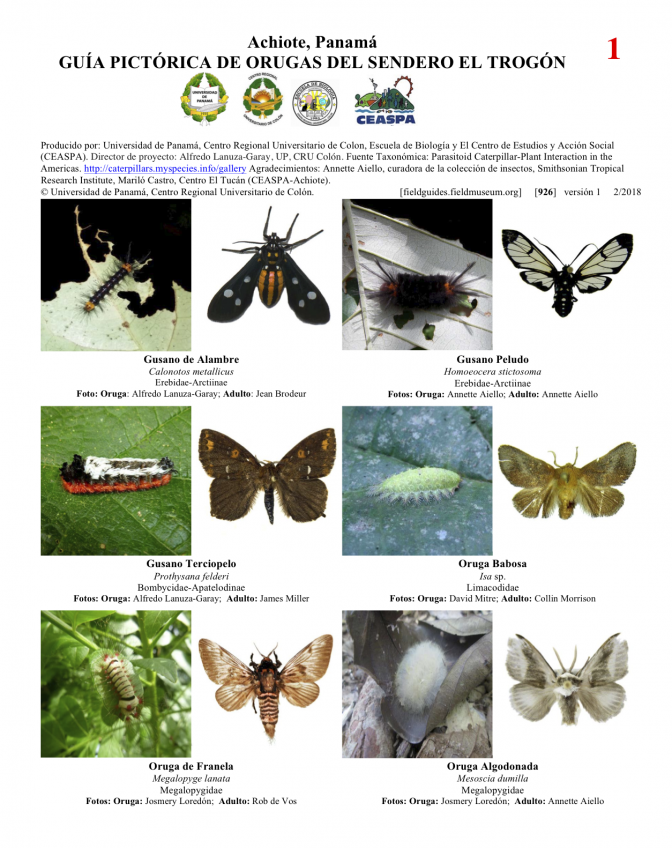 926_panama_orugas_del_sendero_trogon.pdf 