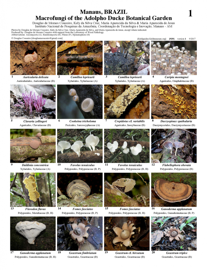 929_brazil_macrofungi_of_botanical_garden_adolpho_ducke.pdf