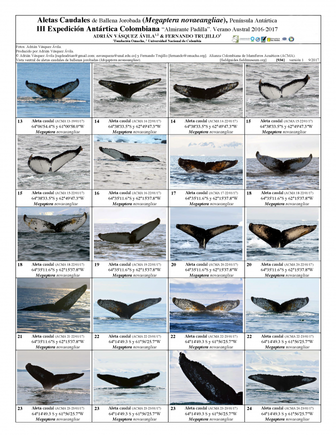  934_colombia_humpback_whales_fins.pdf