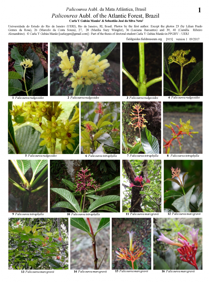 935_brasil_palicourea_of_the_atlantic_forest.pdf 