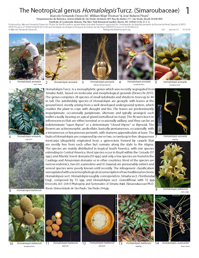 937_brazil-homalolepis.pdf