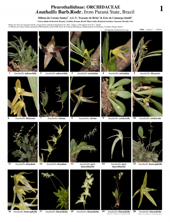  938_brazil_anathallis_from_parana_state.pdf 